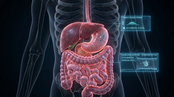 Illustration of human digestive tract highlighting foods that cause bloating and gas.