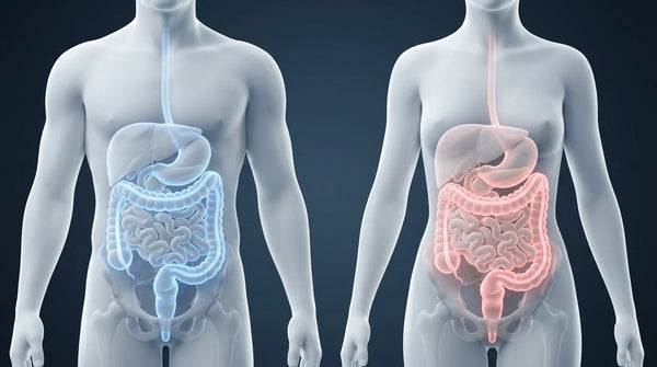 Medical illustration comparing the 47-hour colonic transit time causing hormonal bloating.