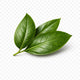 Senna Leaf & Cascara Sagrada